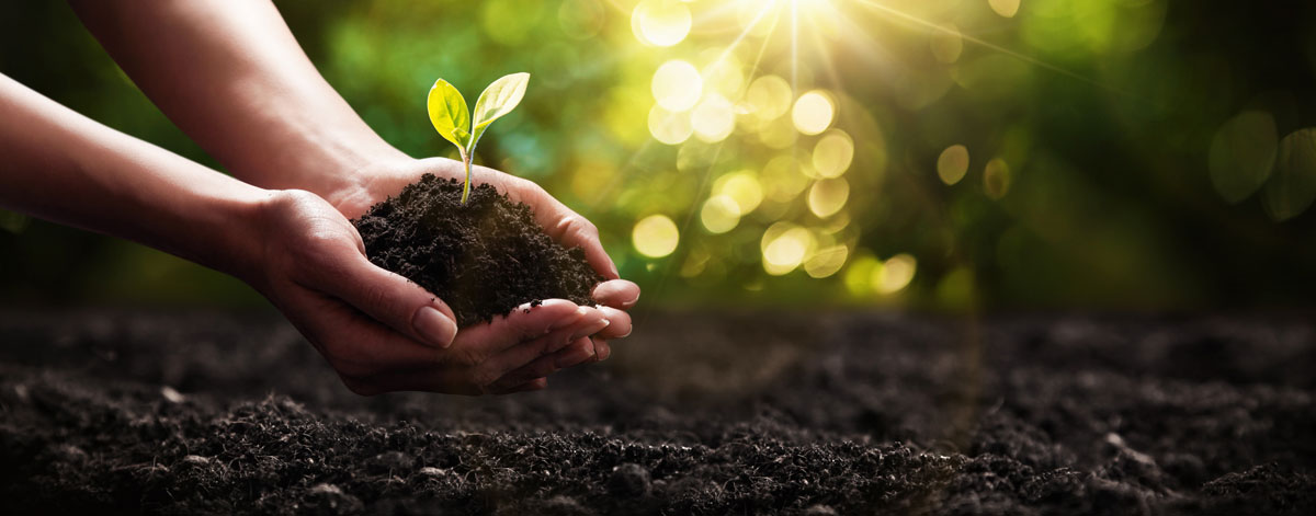 plant-in-hand-agriculture-sm